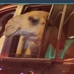 شوفوا هذا المشهد المدهش: جمل یتجول جنب لاند کروزر فی شوارع السعودیه — أجواء حقیقیه، بدون أی تکلف! هذا بس أسلوب حیاتهم الطبیعی.