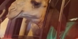 شوفوا هذا المشهد المدهش: جمل یتجول جنب لاند کروزر فی شوارع السعودیه — أجواء حقیقیه، بدون أی تکلف! هذا بس أسلوب حیاتهم الطبیعی.