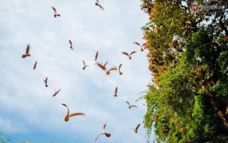 فاکهه