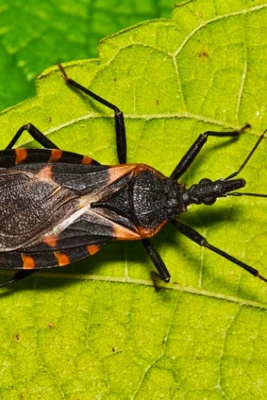 5 خرافات حول حشرات التقبیل قد تعرضک للخطر