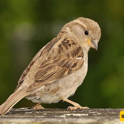 لماذا تصدر الطیور مزیدًا من الأصوات فی الصباح الباکر؟