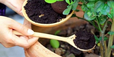 کیفیه صنع السماد من نفایات الشای: طریقه منزلیه بسیطه لنباتات أکثر صحه وازدهار