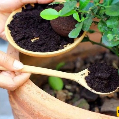 کیفیه صنع السماد من نفایات الشای: طریقه منزلیه بسیطه لنباتات أکثر صحه وازدهار