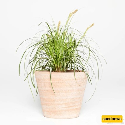 الضوء والتربه والحراره: أسرار نمو نبات الجاجون الصحی