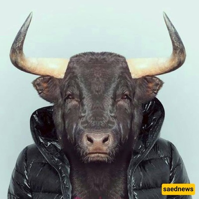 الفرق بین الأحمق والجاهل – قراءه تستحق حقًا