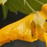 أفضل طرق زراعه والعنایه بنباتات الإمباتینس (نباتات بزّی لیزی)