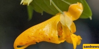 أفضل طرق زراعه والعنایه بنباتات الإمباتینس (نباتات بزّی لیزی)
