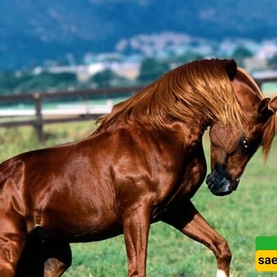 الحقیقه المره عن أجمل حصان فی التاریخ: لماذا اختفى "التنین العاشب" الأخمینی إلى الأبد