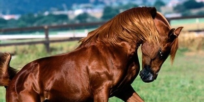 الحقیقه المره عن أجمل حصان فی التاریخ: لماذا اختفى "التنین العاشب" الأخمینی إلى الأبد