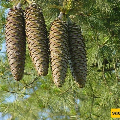 زراعه ورعایه صنوبر التشیلغوزا (جوز التشیلغوزا)