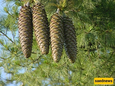 زراعه ورعایه صنوبر التشیلغوزا (جوز التشیلغوزا)