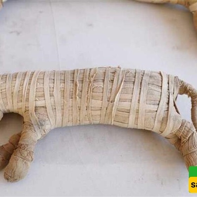 اکتشاف مذهل: الکشف عن 8 ملایین مومیاء حیوانیه فی مقبره مصریه قدیمه!