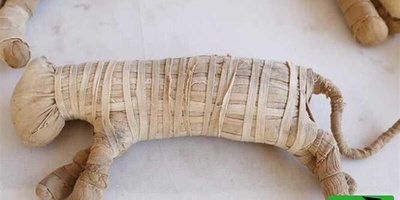 اکتشاف مذهل: الکشف عن 8 ملایین مومیاء حیوانیه فی مقبره مصریه قدیمه!