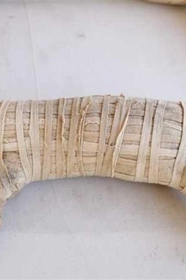 اکتشاف مذهل: الکشف عن 8 ملایین مومیاء حیوانیه فی مقبره مصریه قدیمه!