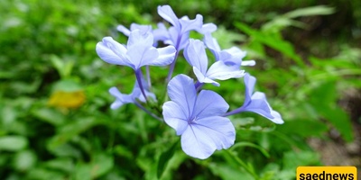 کل ما تحتاج إلى معرفته عن الیاسمین الأزرق: من العنایه به إلى علاج مشکلاته