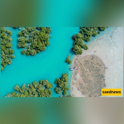 تعرف على غابه حرّا فی قشم: أعجوبه الطبیعه الساحره فی الجزیره