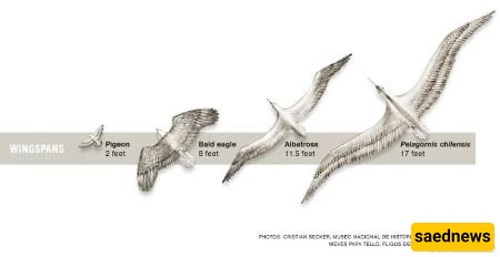بیلاغورنس تشیلینسیس (Pelagornis chilensis)