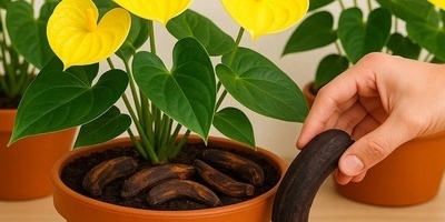 طریقه بسیطه لجعل النباتات تزهر باستخدام قشور الموز