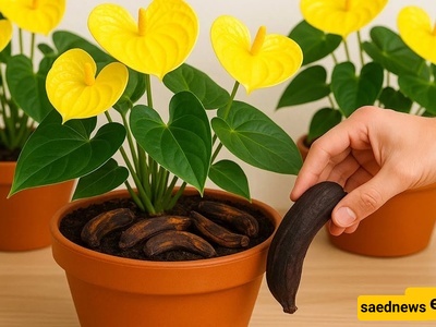 طریقه بسیطه لجعل النباتات تزهر باستخدام قشور الموز