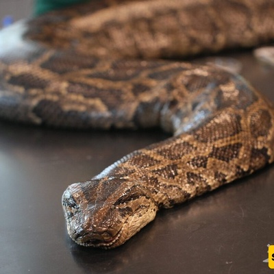 ثعبان ضخم حاول التهام صاحبه