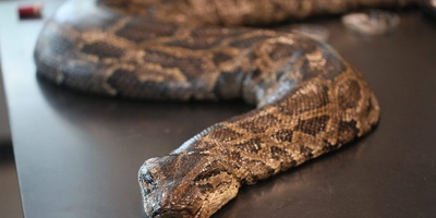 ثعبان ضخم حاول التهام صاحبه