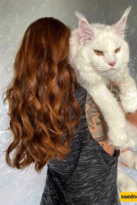 تعرف على أکبر قطه فی العالم! ✅