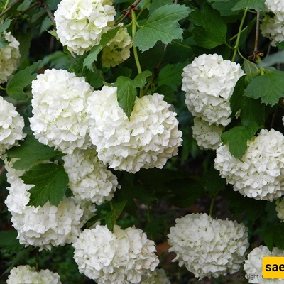 کیفیه زراعه والعنایه بشجیره الفیبرنوم