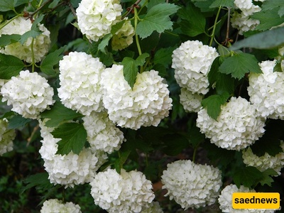کیفیه زراعه والعنایه بشجیره الفیبرنوم