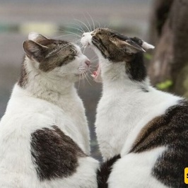 من قبعه النمر إلى طوقٍ أرستقراطی: مشهد مذهل لقطط ترفض التوقف عن القتال حتى فی وسط الشارع + فیدیو