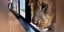 البلبل یغنی عبر الزجاج لصدیقه العملاق—وینهار بعد فتح النافذه 😂