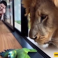 البلبل یغنی عبر الزجاج لصدیقه العملاق—وینهار بعد فتح النافذه 😂