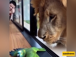 البلبل یغنی عبر الزجاج لصدیقه العملاق—وینهار بعد فتح النافذه 😂