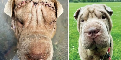 صعود جراحه التجمیل للحیوانات الألیفه فی إیران: من البوتوکس وإزاله الدهون إلى استئصال الحنجره + صور