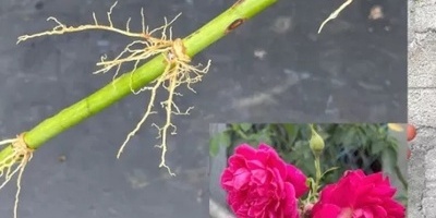 کیف تتکاثر الورود: خطوات سهله لزراعه وتکثیر ورودک