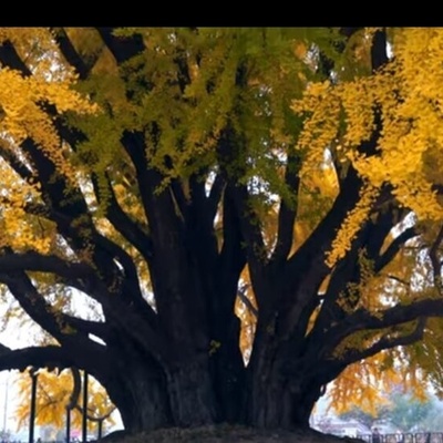 أجمل شجره على وجه الأرض: شجره مذهله عمرها 860 عامًا + صور