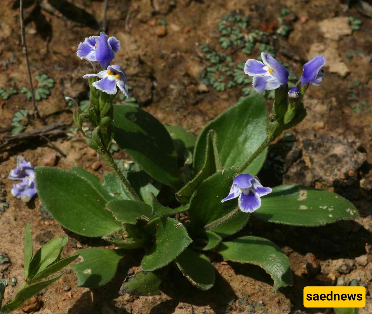 Craterostigma plantagineum